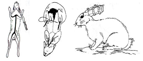 rabbit taxidermy diagrams
