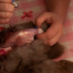 field-to-feast-taxidermy-13