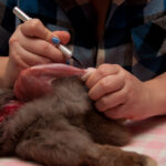 field-to-feast-taxidermy-14