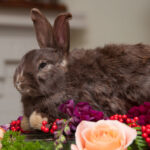 field-to-feast-taxidermy-14