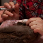 field-to-feast-taxidermy-18