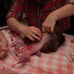 field-to-feast-taxidermy-22