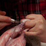 field-to-feast-taxidermy-24