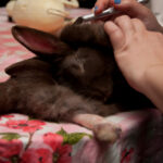 field-to-feast-taxidermy-26