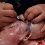 field-to-feast-taxidermy-29