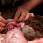 field-to-feast-taxidermy-33