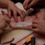 field-to-feast-taxidermy-48