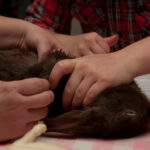 field-to-feast-taxidermy-5