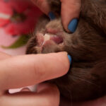 field-to-feast-taxidermy-6