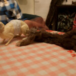 field-to-feast-taxidermy-64