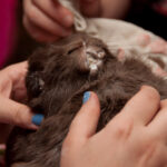 field-to-feast-taxidermy-68