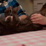 field-to-feast-taxidermy-7