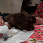 field-to-feast-taxidermy-73