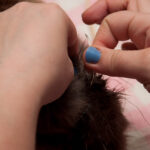 field-to-feast-taxidermy-77