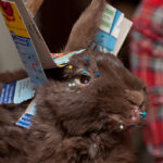 field-to-feast-taxidermy-83