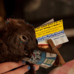 field-to-feast-taxidermy-84