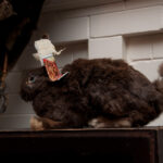 field-to-feast-taxidermy-89