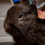 field-to-feast-taxidermy-90